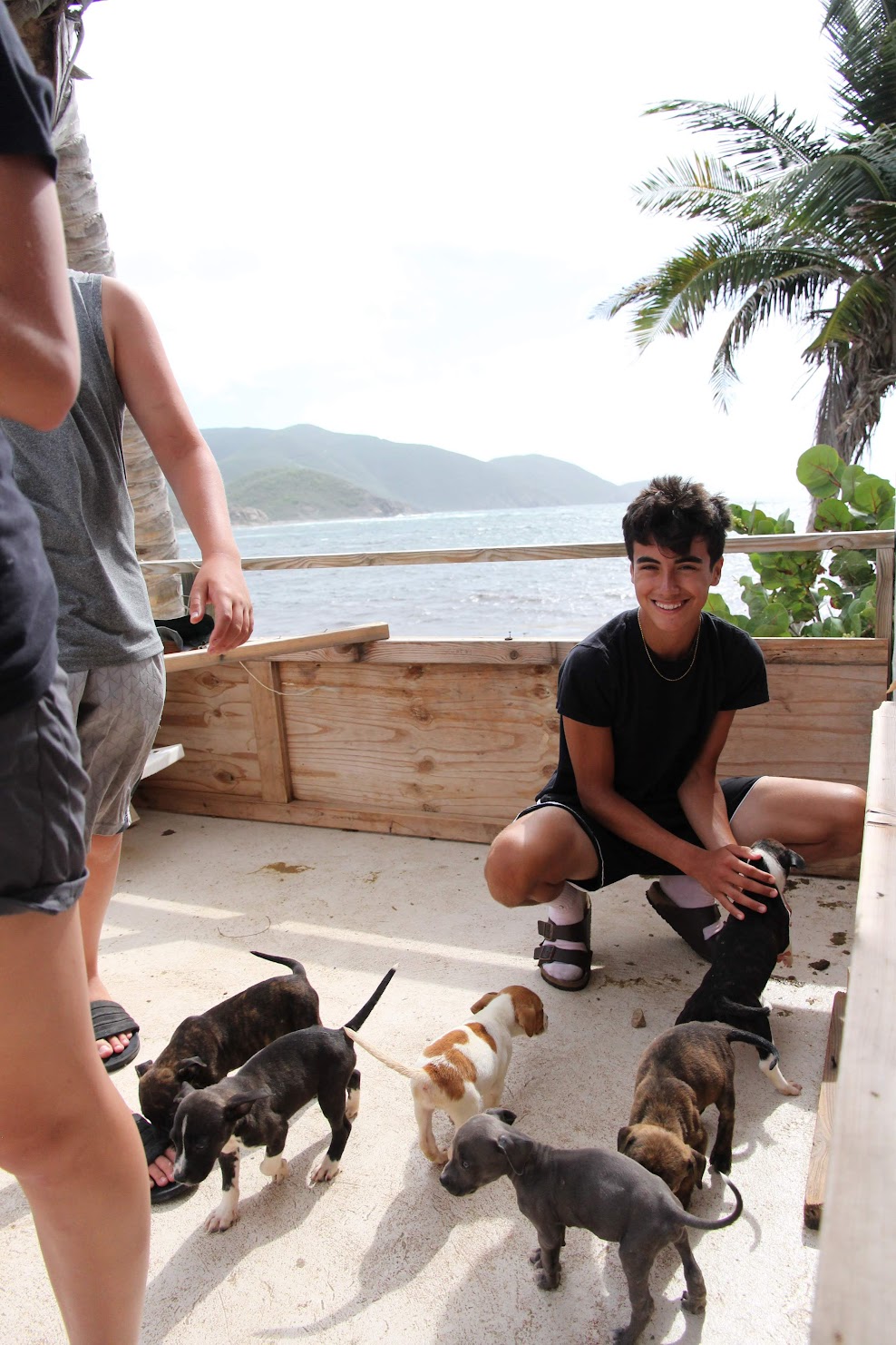 Rescue puppies